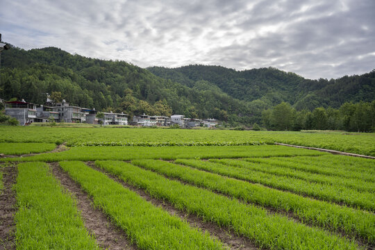稻田田野村庄摄影
