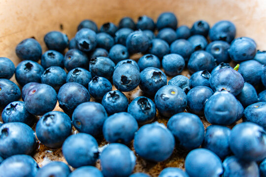 蓝莓水果特写