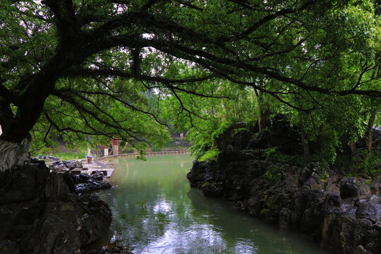 古树小溪流水风景画