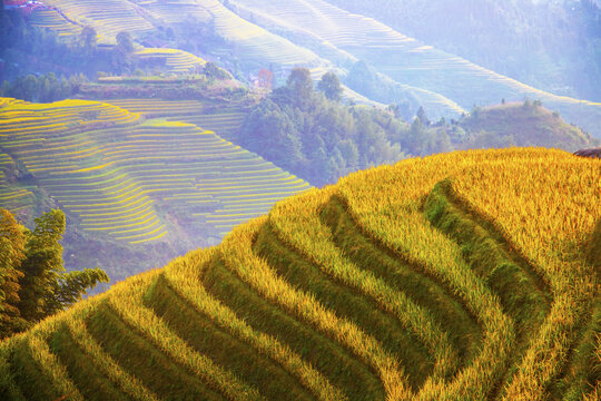 中国广西桂林龙脊梯田日照美景