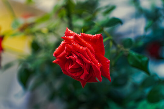红玫瑰花