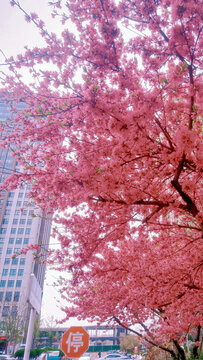 十字路口的粉色花树