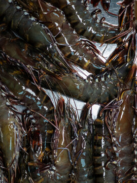 不锈钢食盆上的基围虾海虾