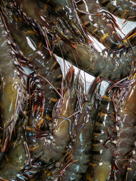 不锈钢食盆上的基围虾海虾