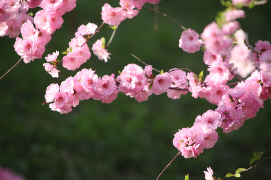 榆叶梅开花