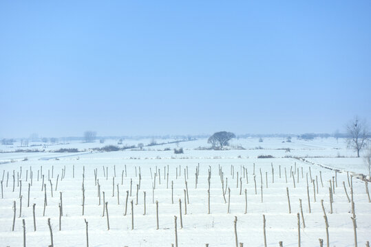 华北平原的雪景