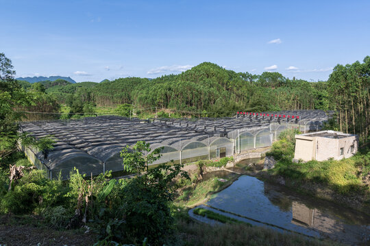 大棚种植基地