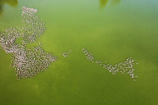 湖里的一群鸭子