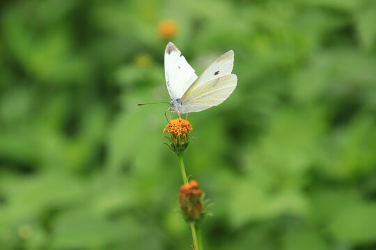 白色粉蝶