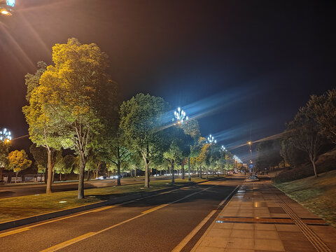 夜晚的行道树