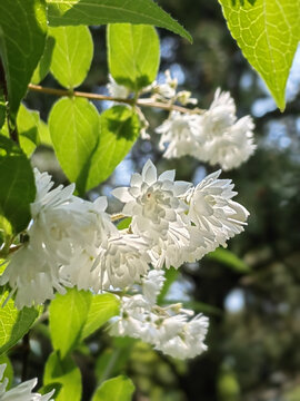 溲疏花丛