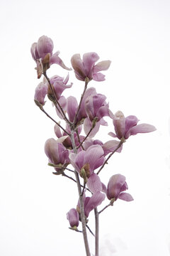 高调背景盛开的紫玉兰花