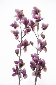 高调盛开的紫玉兰花