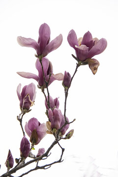 高调背景盛开的紫玉兰花