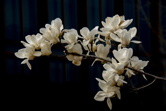 低调背景盛开的白玉兰花