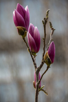 含苞待放的紫玉兰花