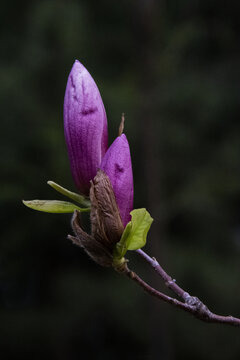 含苞待放的紫玉兰花
