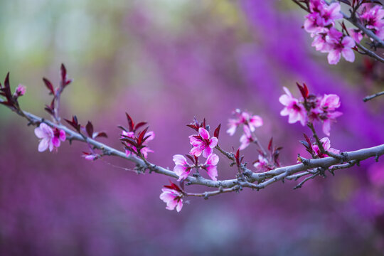 桃花