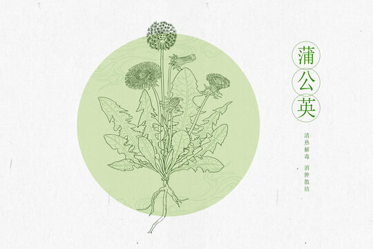 蒲公英線稿