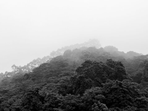 大自然烟雨迷雾黑白山林森林