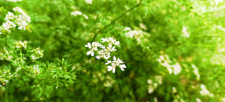 香菜芫荽