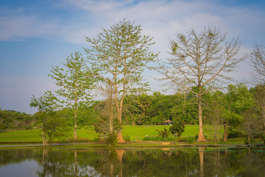 湖边的树木映衬着天空