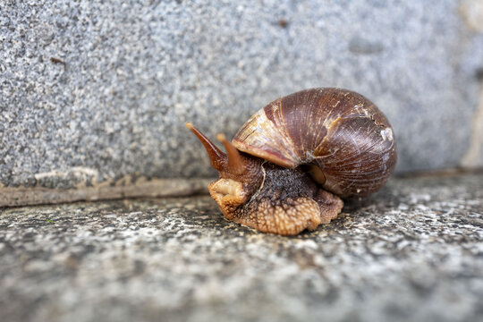 街边雨后的非洲大蜗牛