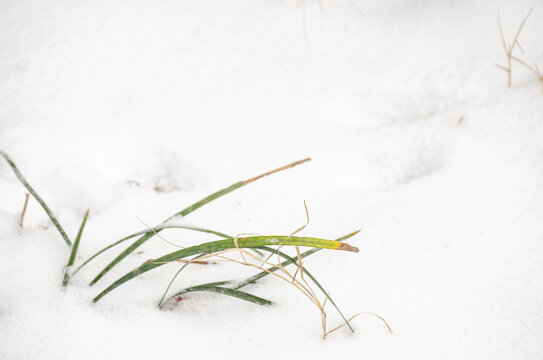 雪中的小草