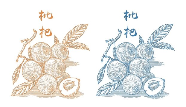 枇杷版畫