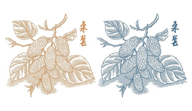 桑葚版畫