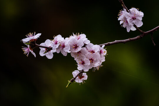 早春盛开的杏花