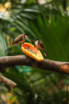 两只小鸟吃木瓜吃水果