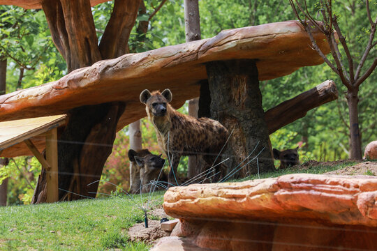 一只斑鬣狗