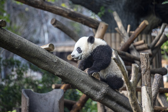 四川国宝熊猫