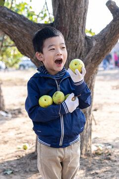 一个小男孩摘果子