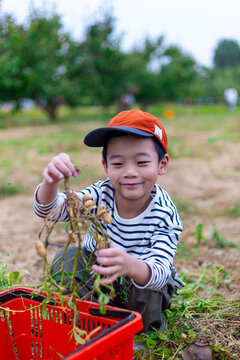 一个小男孩挖野菜
