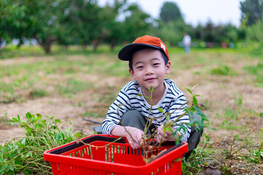 一个小男孩挖野菜