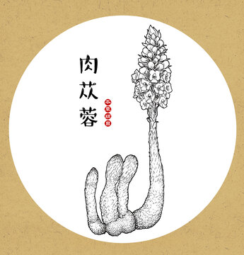 肉蓯蓉線稿
