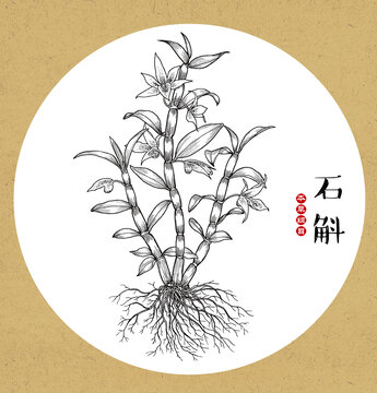 石斛線稿