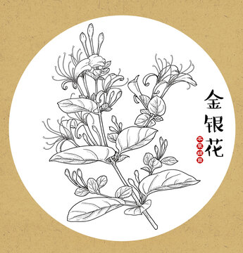 金銀花線稿