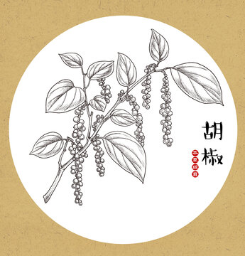 胡椒線稿