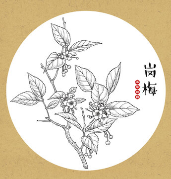 崗梅線稿