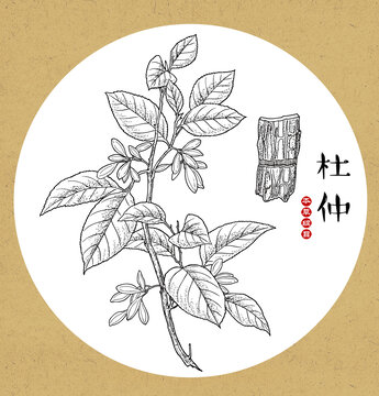 杜仲線稿