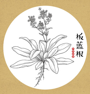 板藍(lán)根線稿