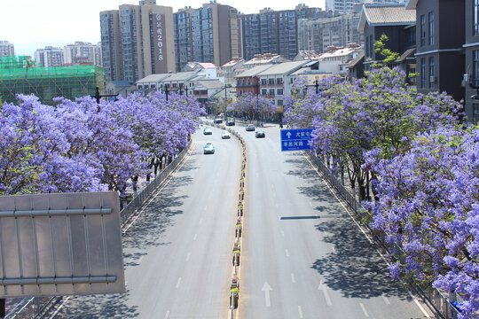 俯瞰开放蓝花楹的建昌路