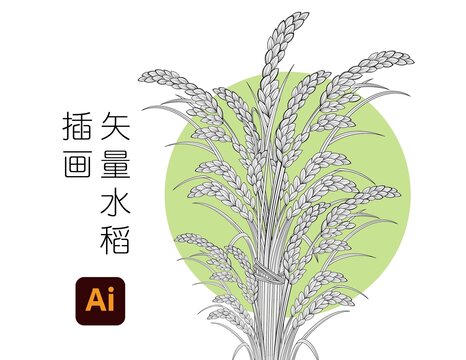 水稻插畫