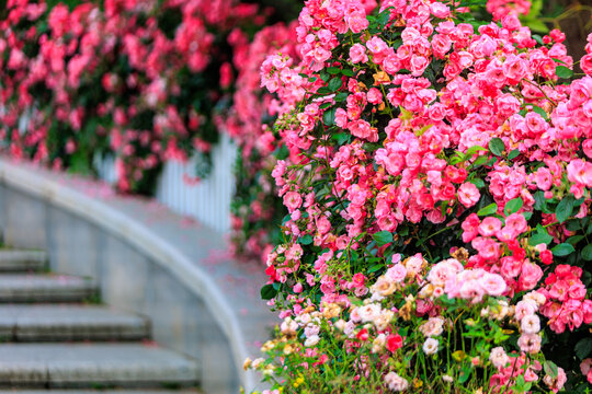 杭州花圃月季花