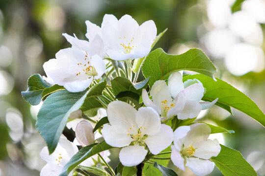 盛开的海棠花小白花
