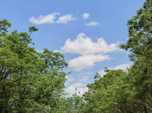 蓝天白云下的绿树