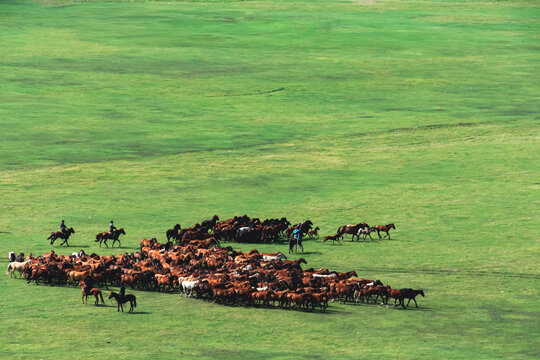 绿色草原放牧马群